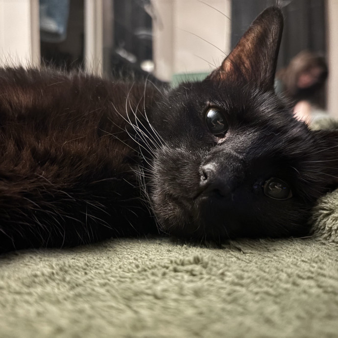 Haley's Cat Corner