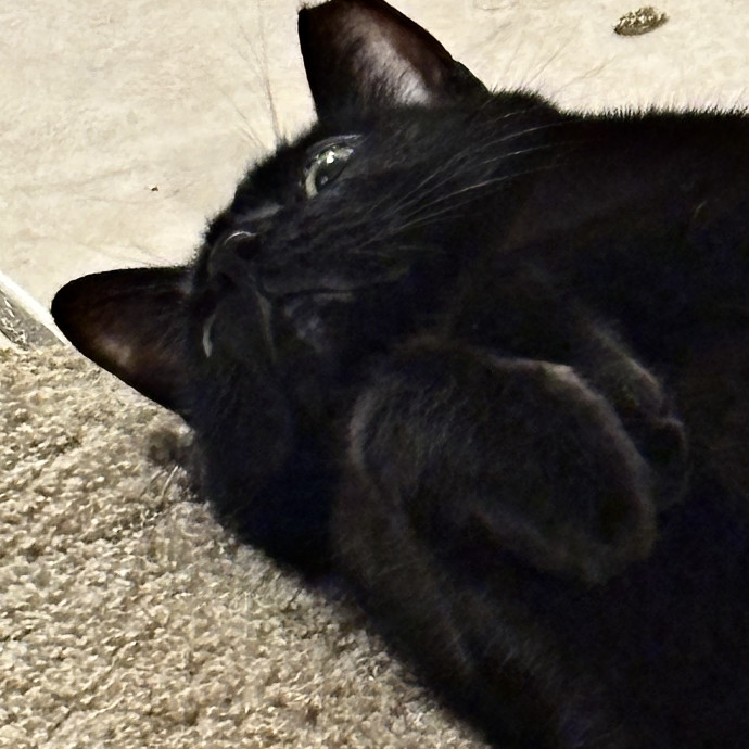 Haley's Cat Corner photo 3