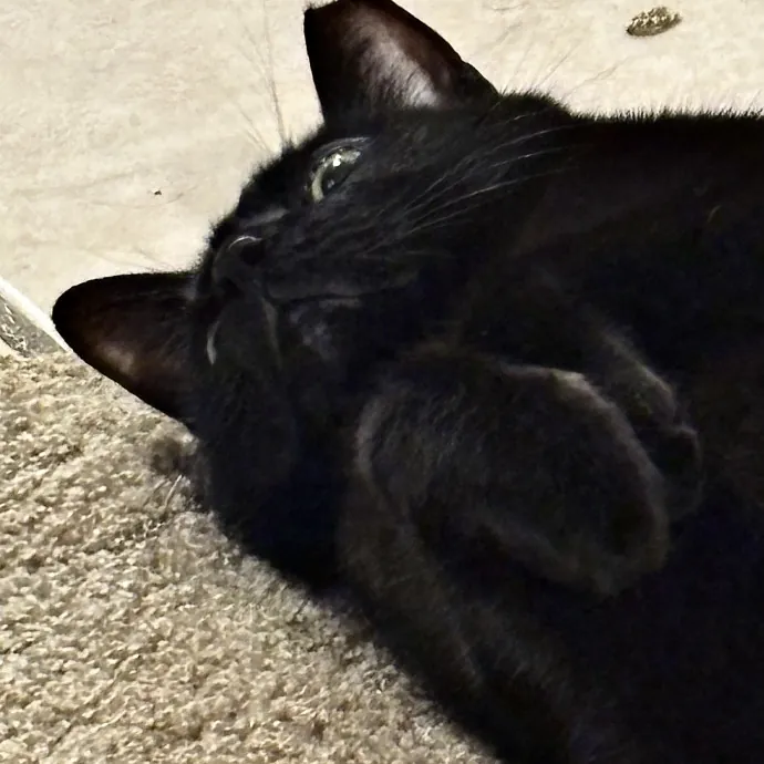 Haley's Cat Corner photo 3
