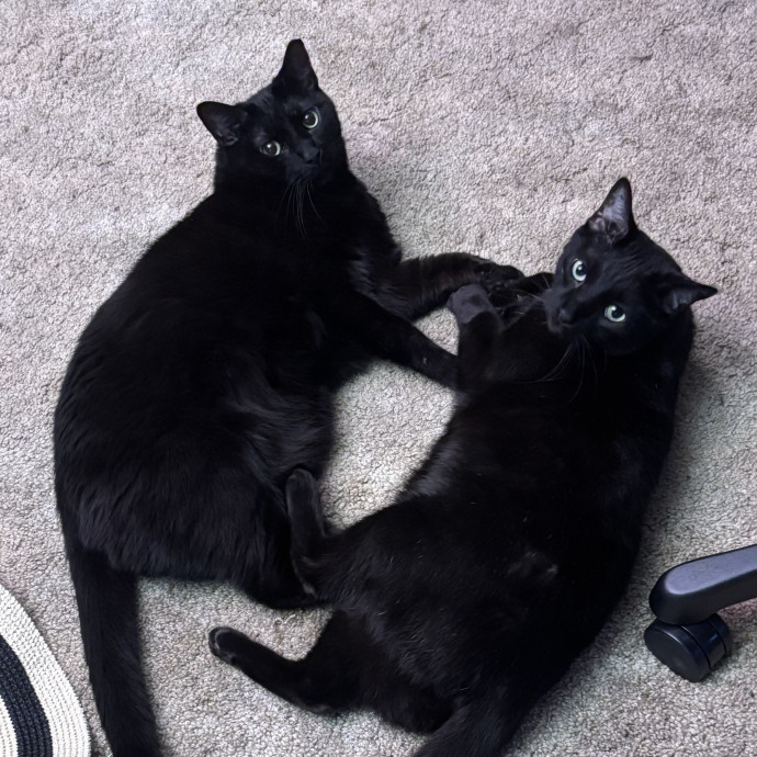 Haley's Cat Corner photo 2