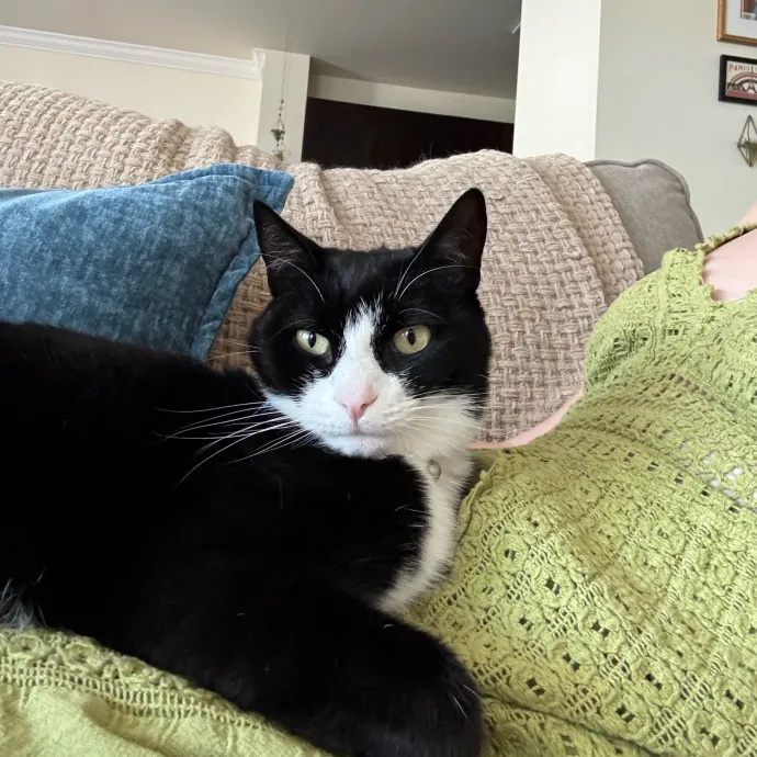 La Cat Mom Ready To Watch Your Babies