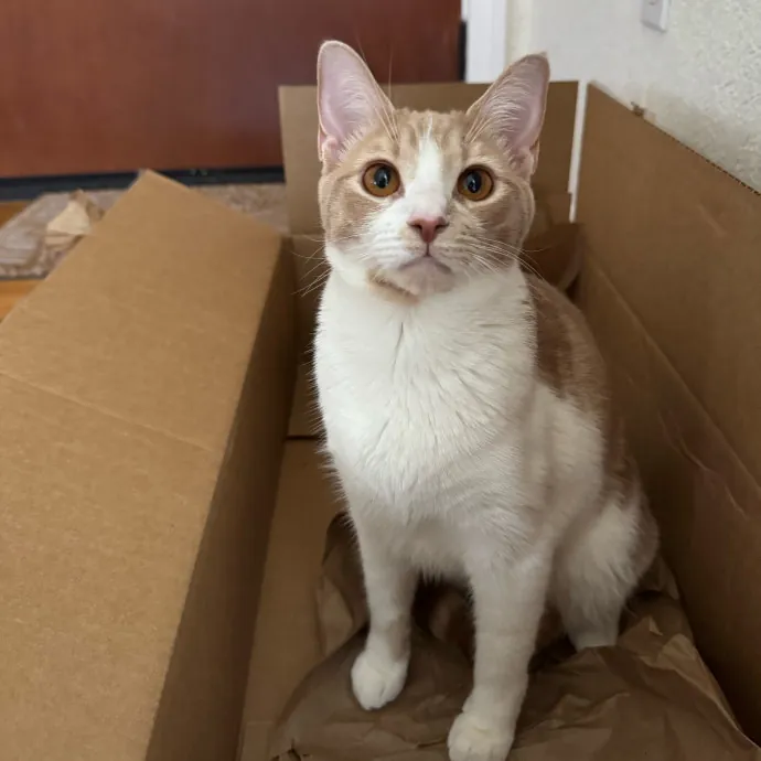 La Cat Mom Ready To Watch Your Babies