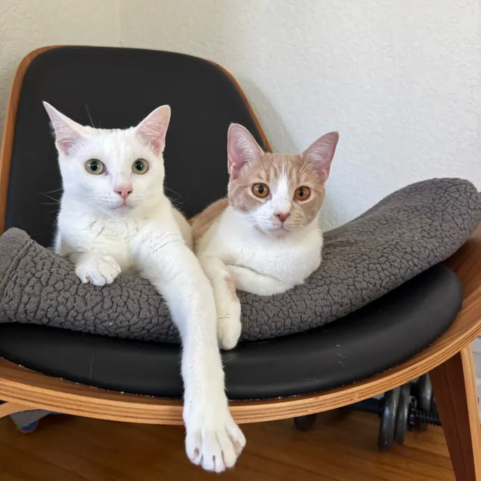 La Cat Mom Ready To Watch Your Babies