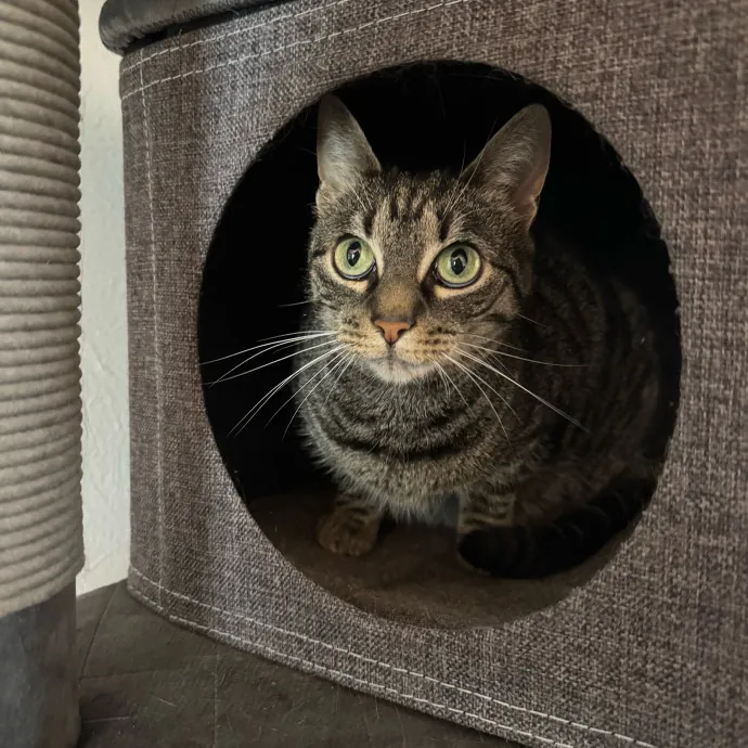 La Cat Mom Ready To Watch Your Babies