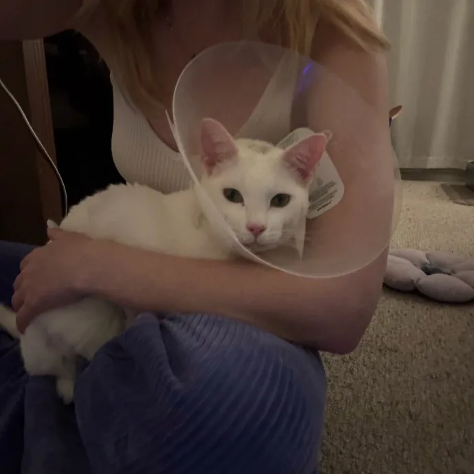 La Cat Mom Ready To Watch Your Babies photo 4