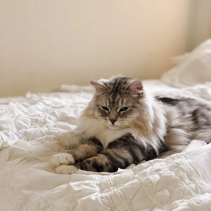 La Cat Mom Ready To Watch Your Babies photo 3