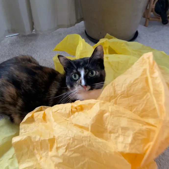 La Cat Mom Ready To Watch Your Babies photo 2