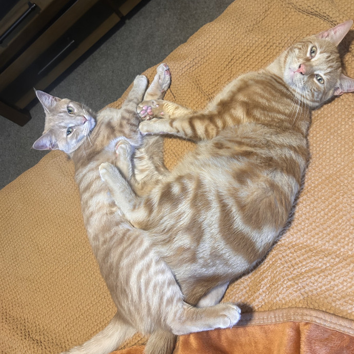 Dedicated Cat Lover