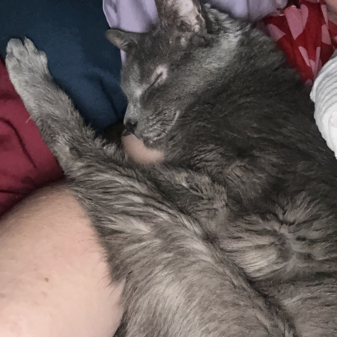 Dedicated Cat Lover photo 2