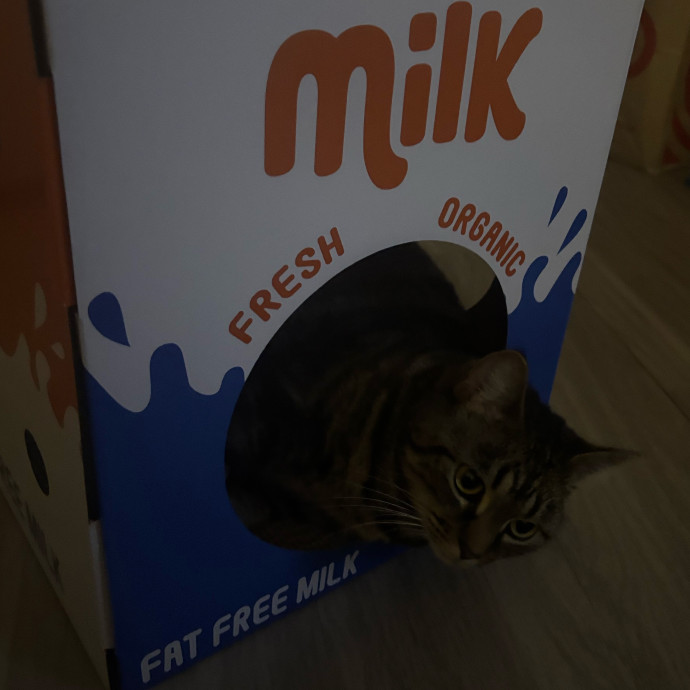 Full Time Cat Lover Part Time Student