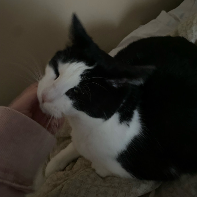 Full Time Cat Lover Part Time Student