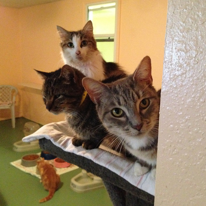 Loving Cat Care