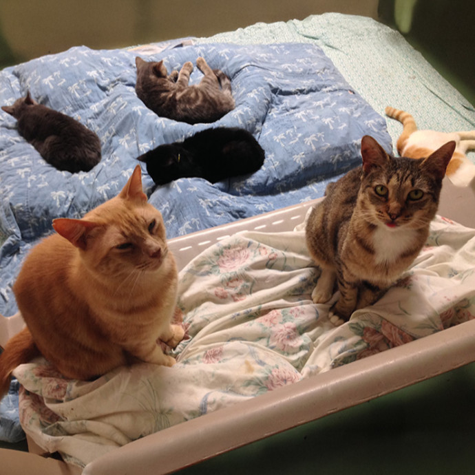 Loving Cat Care