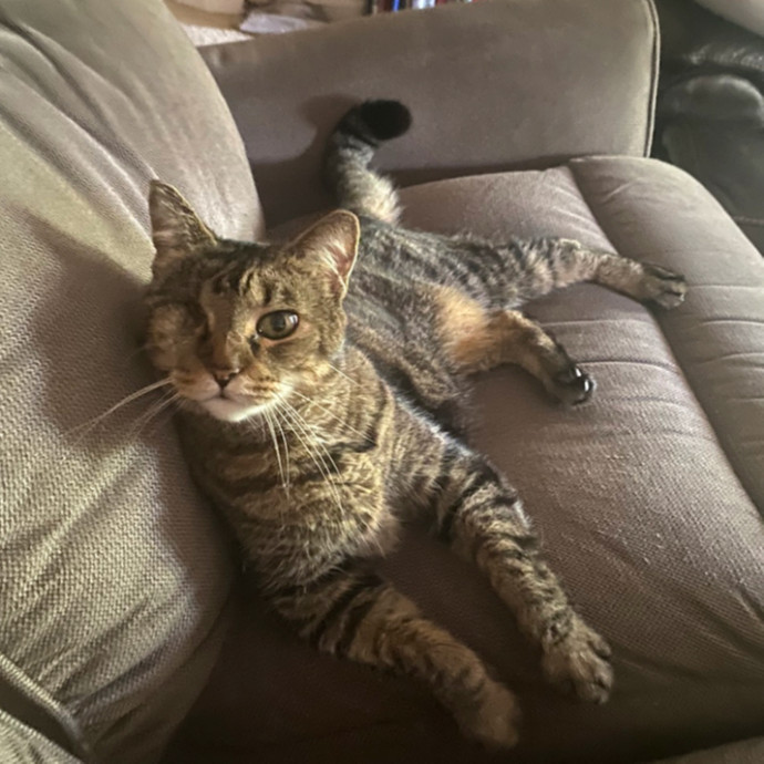 Loving Cat Care