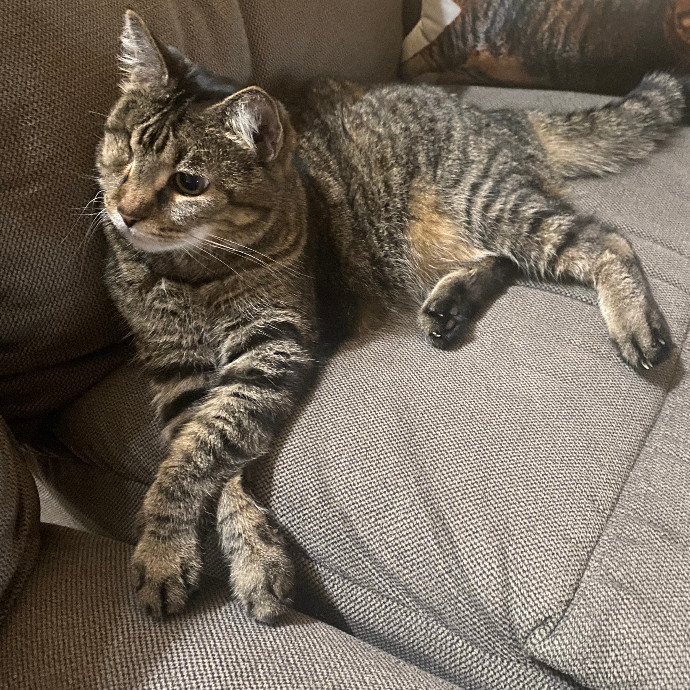 Loving Cat Care