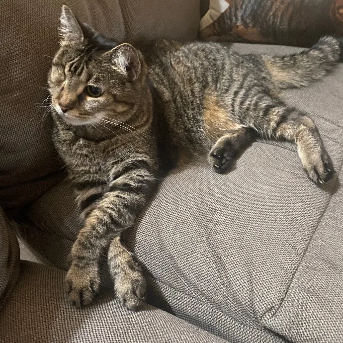 Loving Cat Care