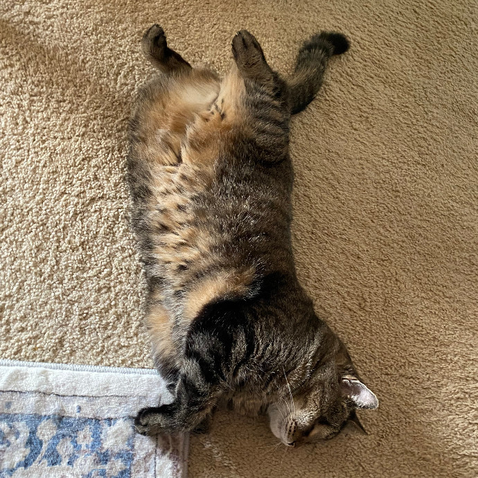 Loving Cat Care