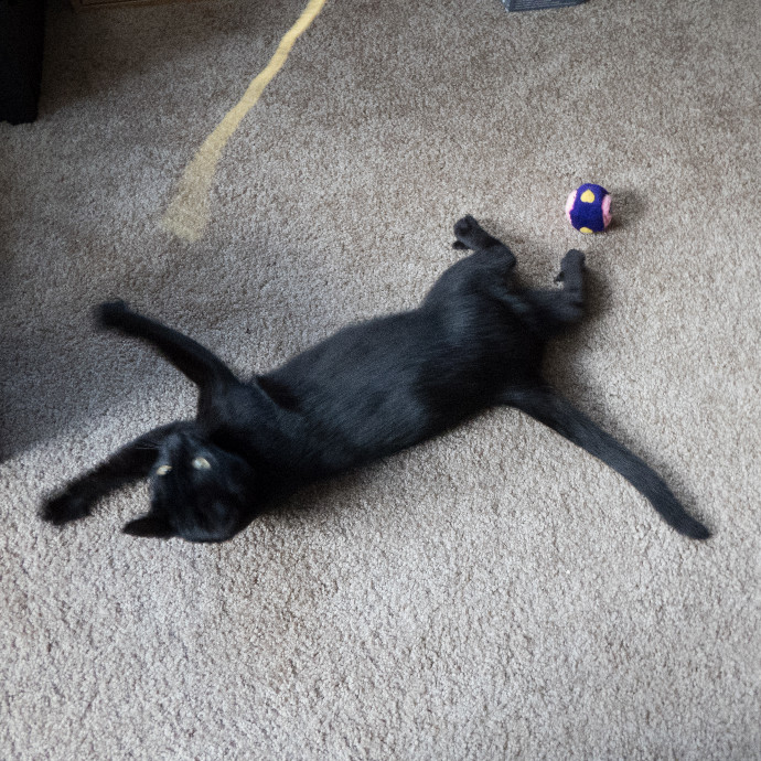 Loving Cat Care