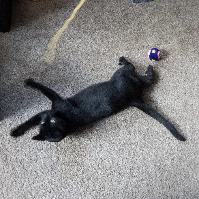 Loving Cat Care