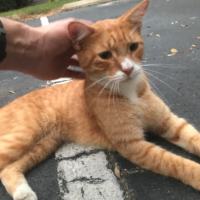Loving Cat Care