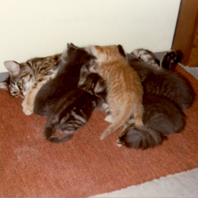 Loving Cat Care