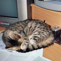 Photo #5