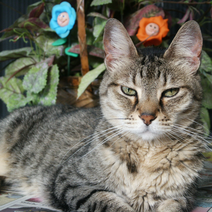 Loving Cat Care