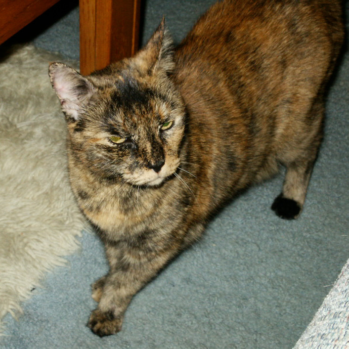 Loving Cat Care photo 3