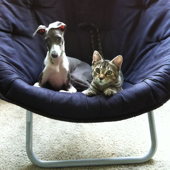 Loving Cat Care photo 2