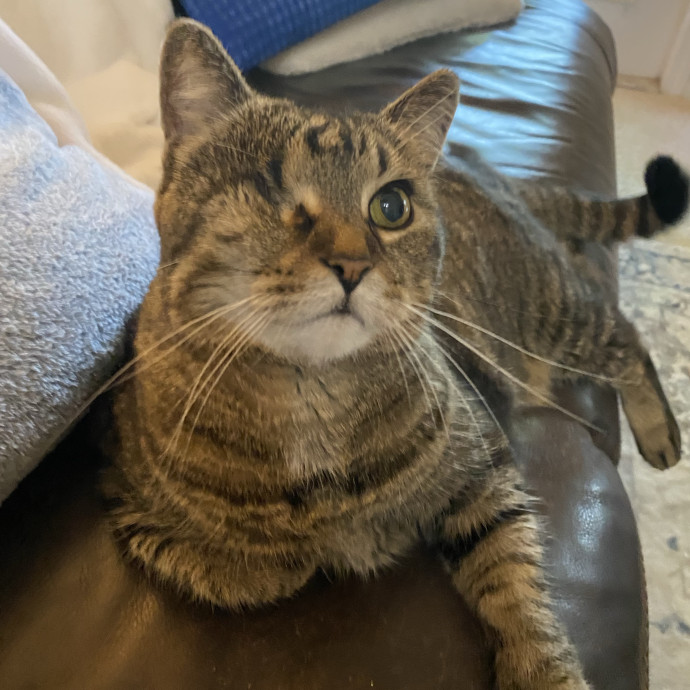 Mike's Loving Cat Care photo 2