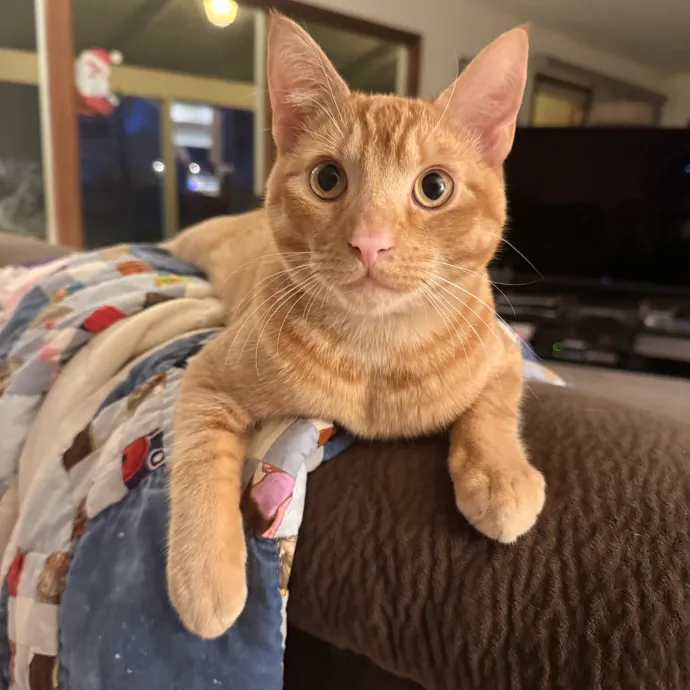 Purrfectly Pampered Cat Care