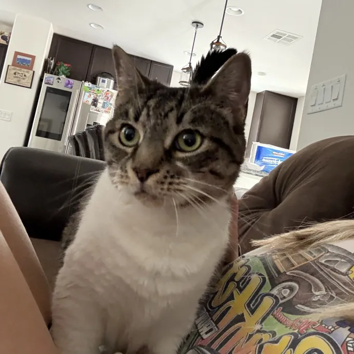 Purrfectly Pampered Cat Care photo 4