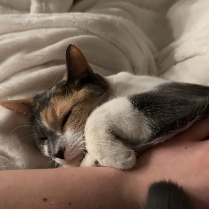 Purrfectly Pampered Cat Care photo 3