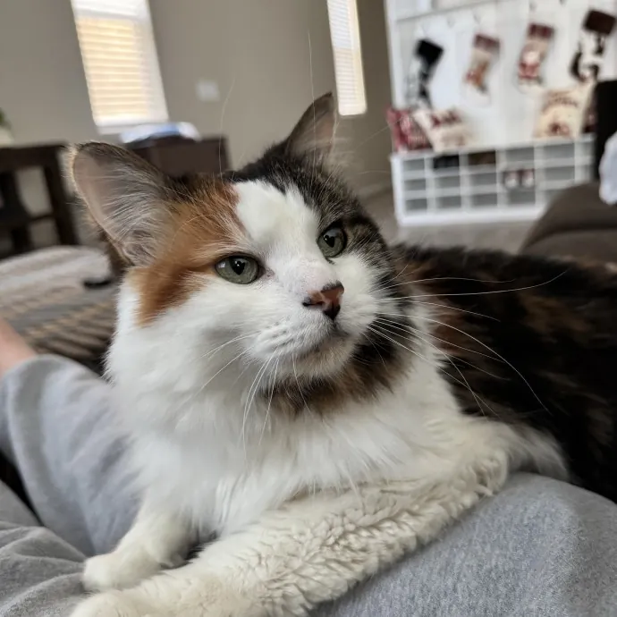 Purrfectly Pampered Cat Care photo 2