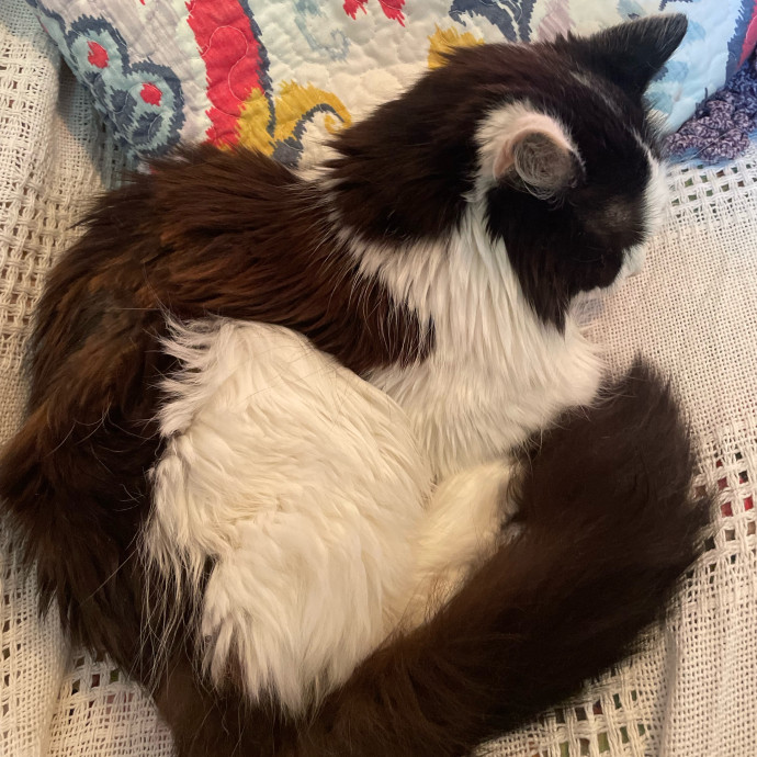 A Fur Real Friend photo 3