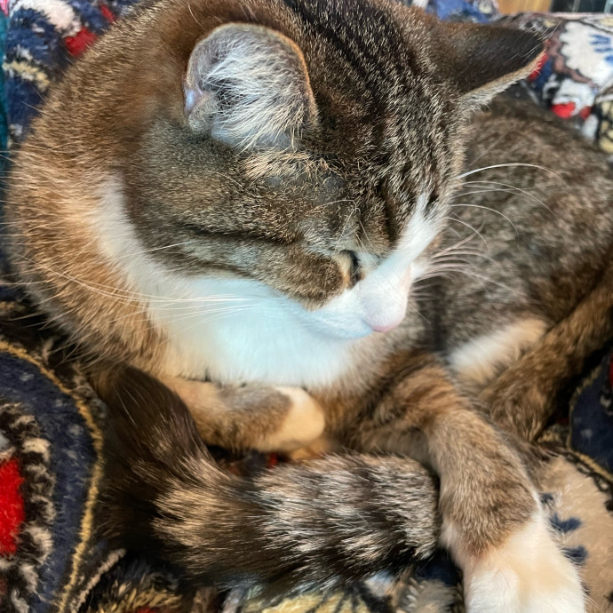 A Fur Real Friend photo 2
