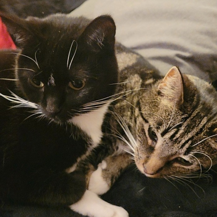 Cat Lady Lucy