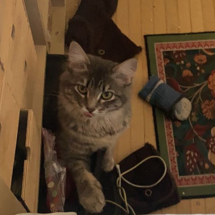 Cat Lady Lucy