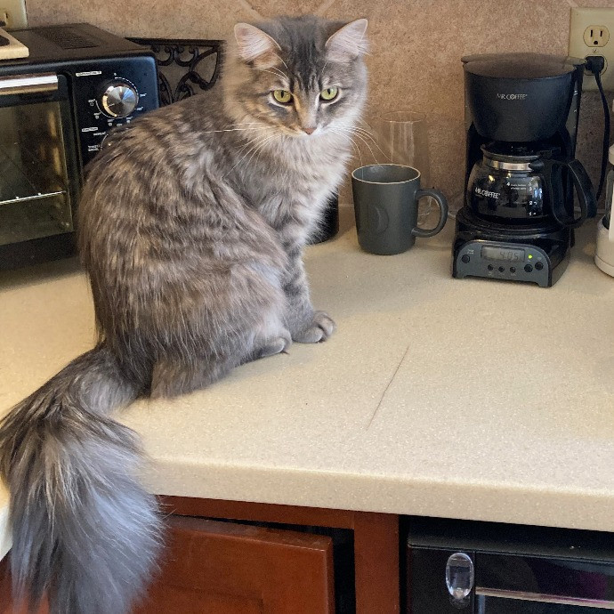 Cat Lady Lucy