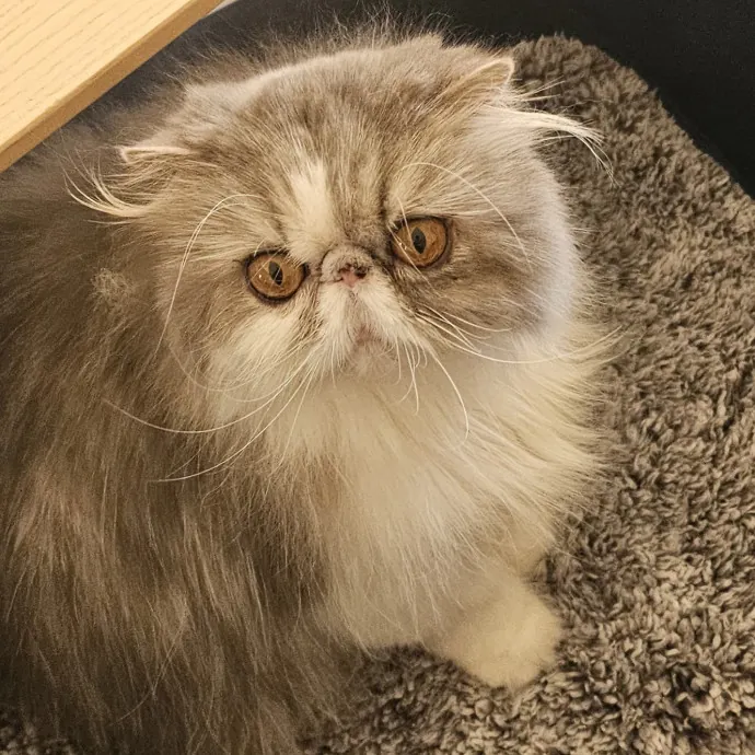 Specialized Care For Cats Of All Ages