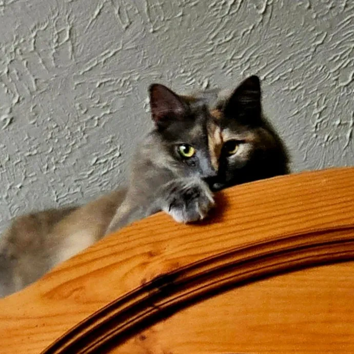 Specialized Care For Cats Of All Ages