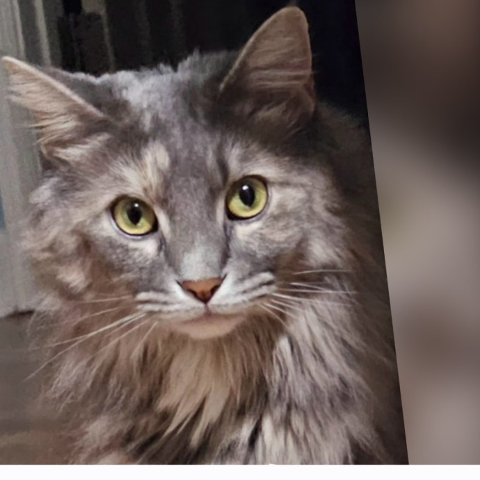 Specialized Care For Cats Of All Ages