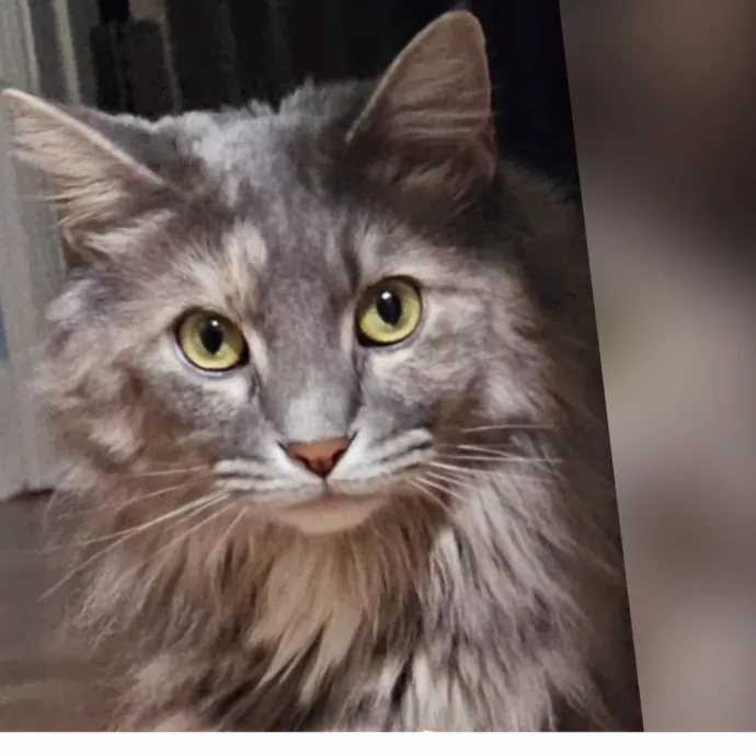 Specialized Care For Cats Of All Ages