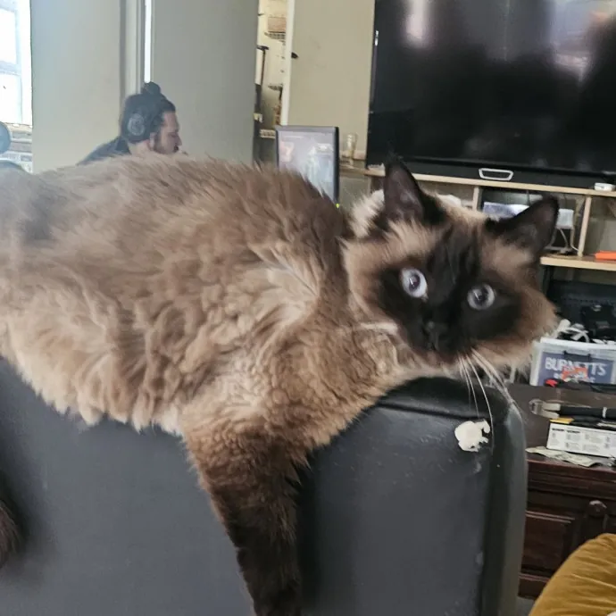 Specialized Care For Cats Of All Ages