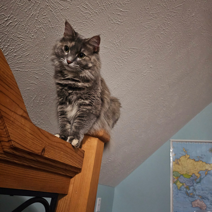 Specialized Care For Cats Of All Ages