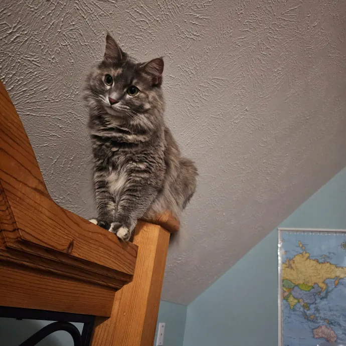 Specialized Care For Cats Of All Ages