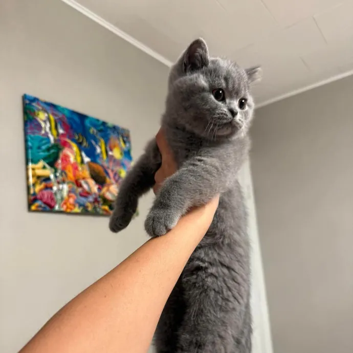 Specialized Care For Cats Of All Ages