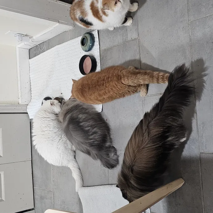 Specialized Care For Cats Of All Ages
