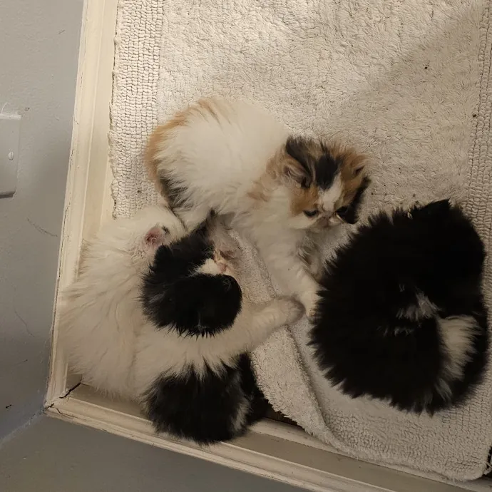 Specialized Care For Cats Of All Ages photo 4