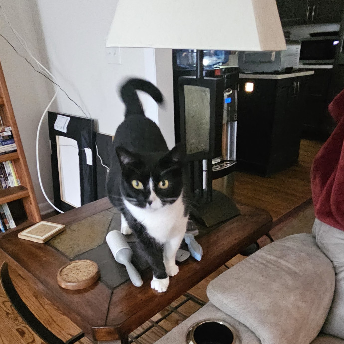 Specialized Care For Cats Of All Ages photo 3